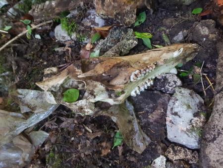 Sanacija črnega odlagališča – Banova jama 074